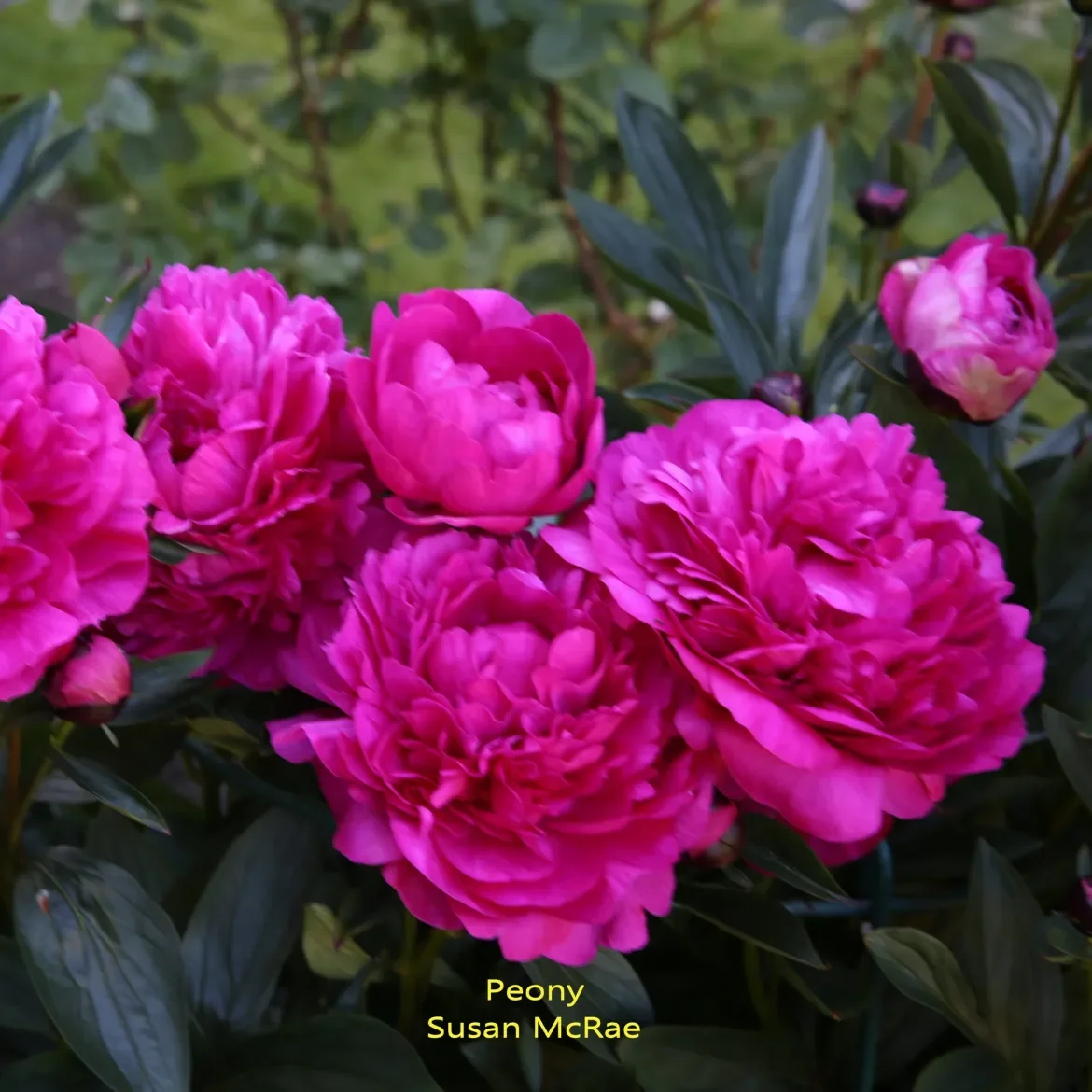 Peony-S-McRae-scaled.webp