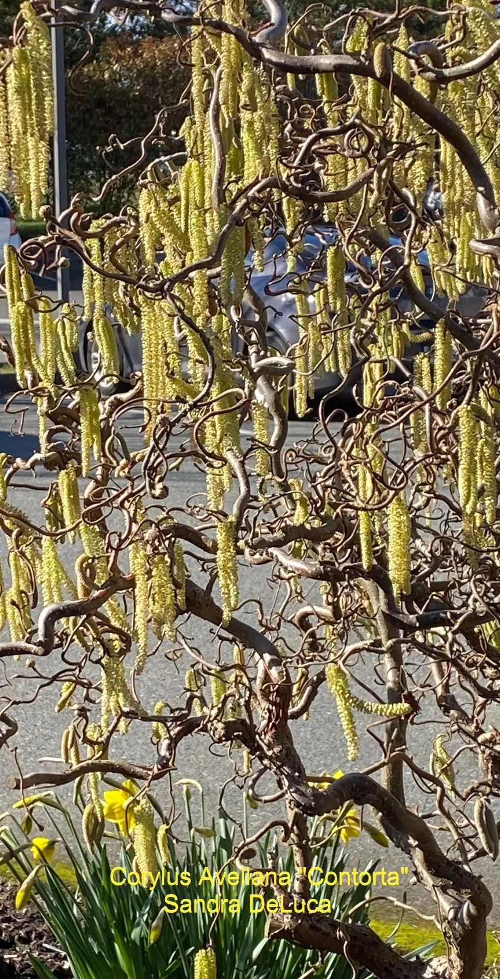 Corylus-Contorta-S-DeLuca.webp