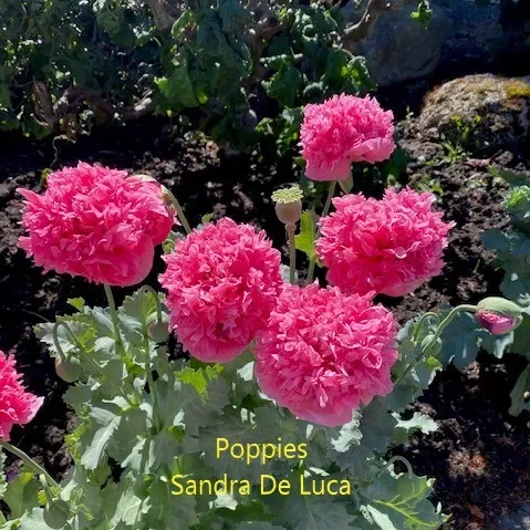 poppies-S-DeLuca.webp