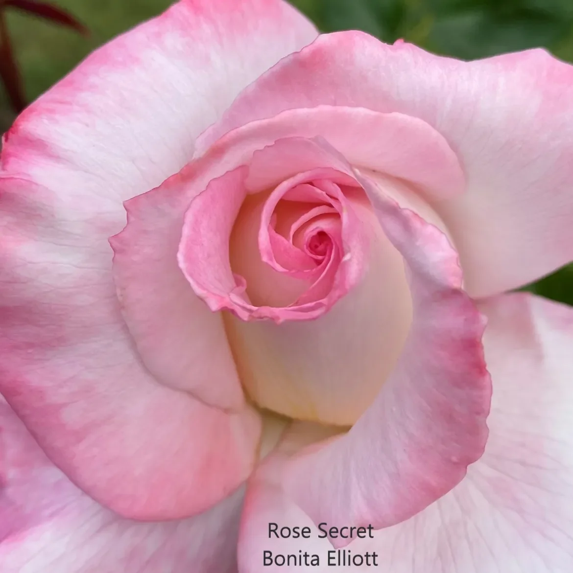 Rose-Secret-B-Elliott.webp