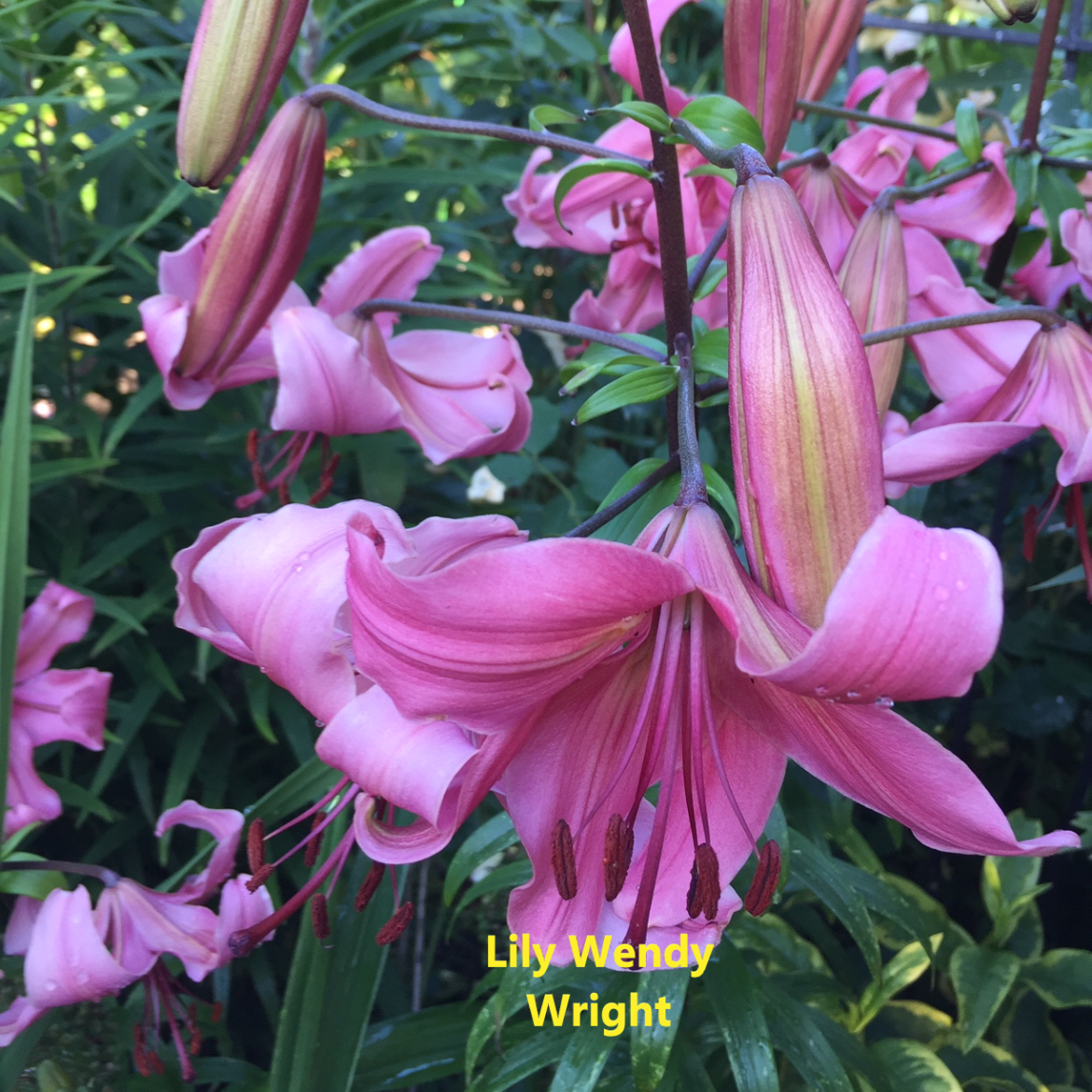 Lily-W-Wright.webp