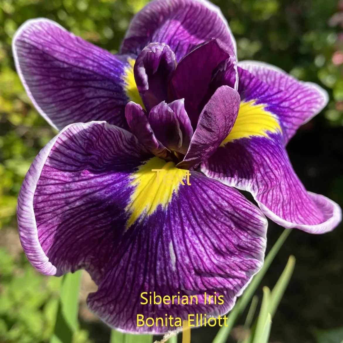 Siberian-Iris-B-Elliott.webp