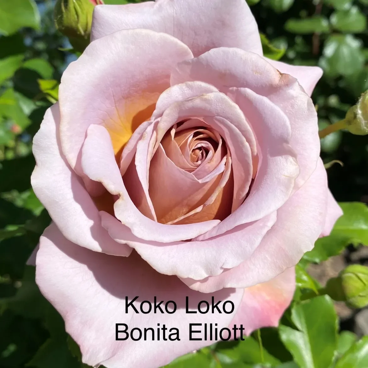 IMG_4240-KokoLoko-B-Elliott-2.webp