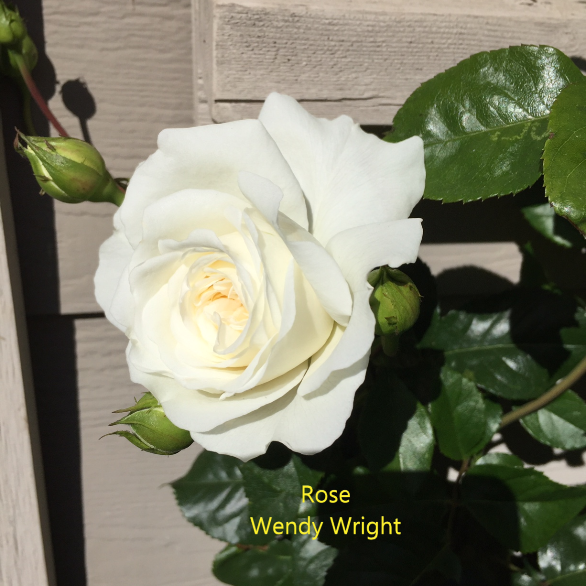Rose-Wendy-Wright.webp