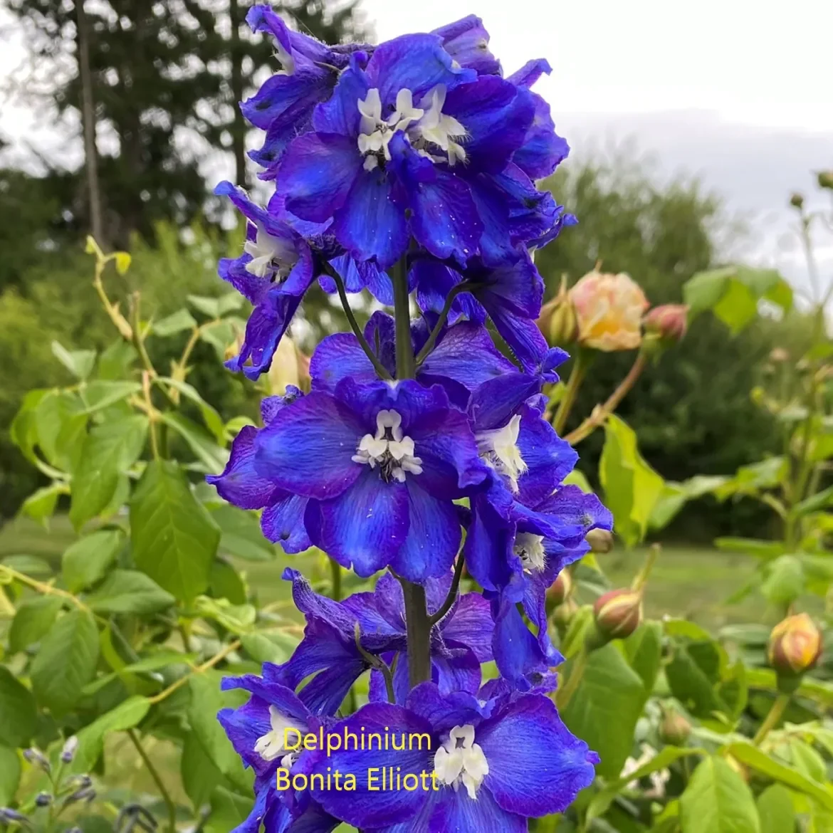 Delphinium-B-Elliott.webp