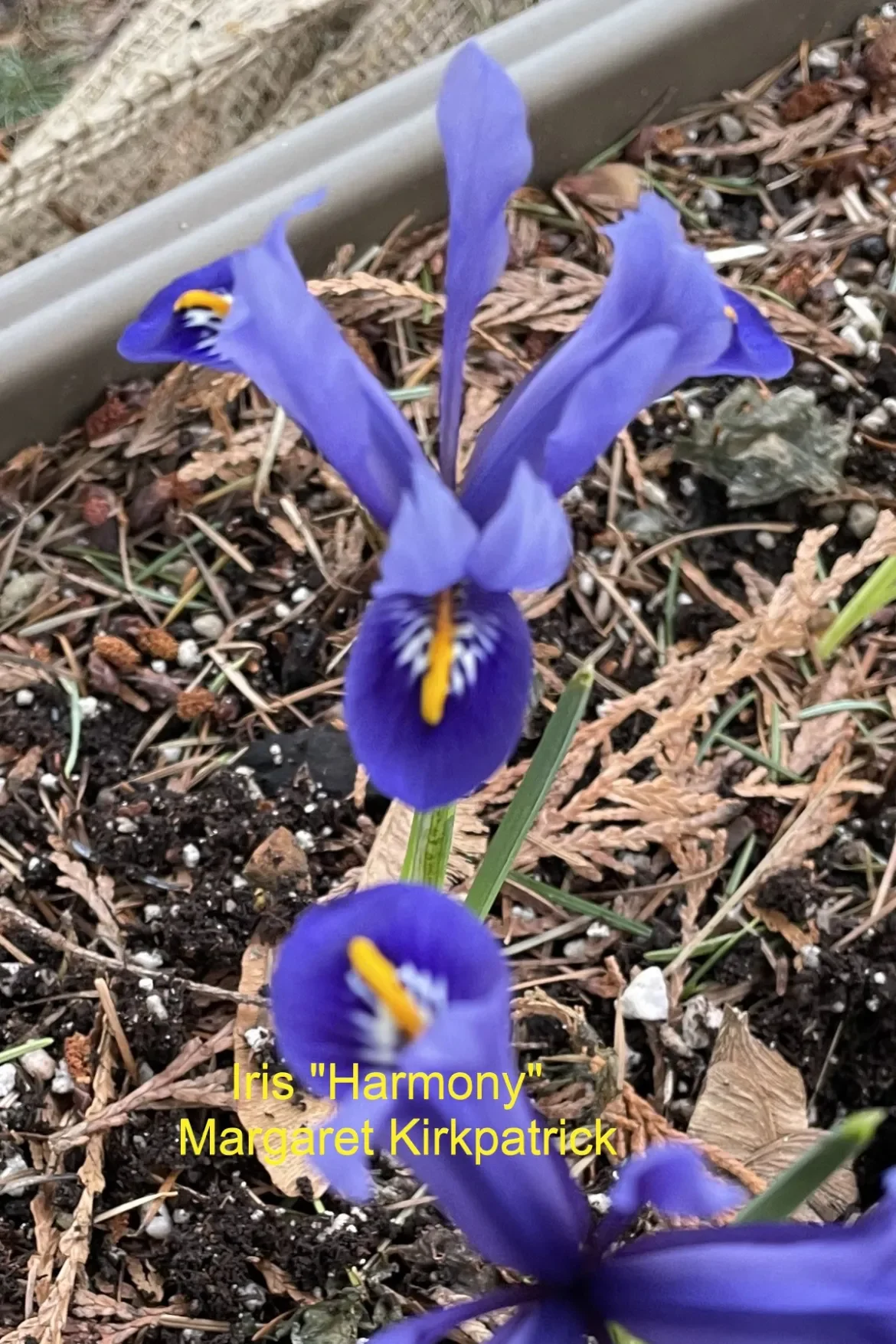 Iris-Harmonday-MKirkpatrick.webp