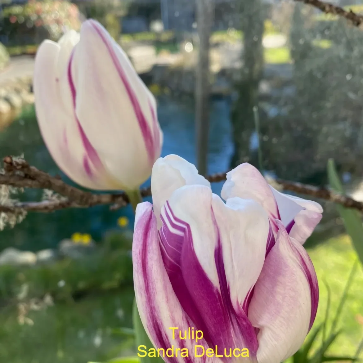 Tulip-S-DeLuca.webp