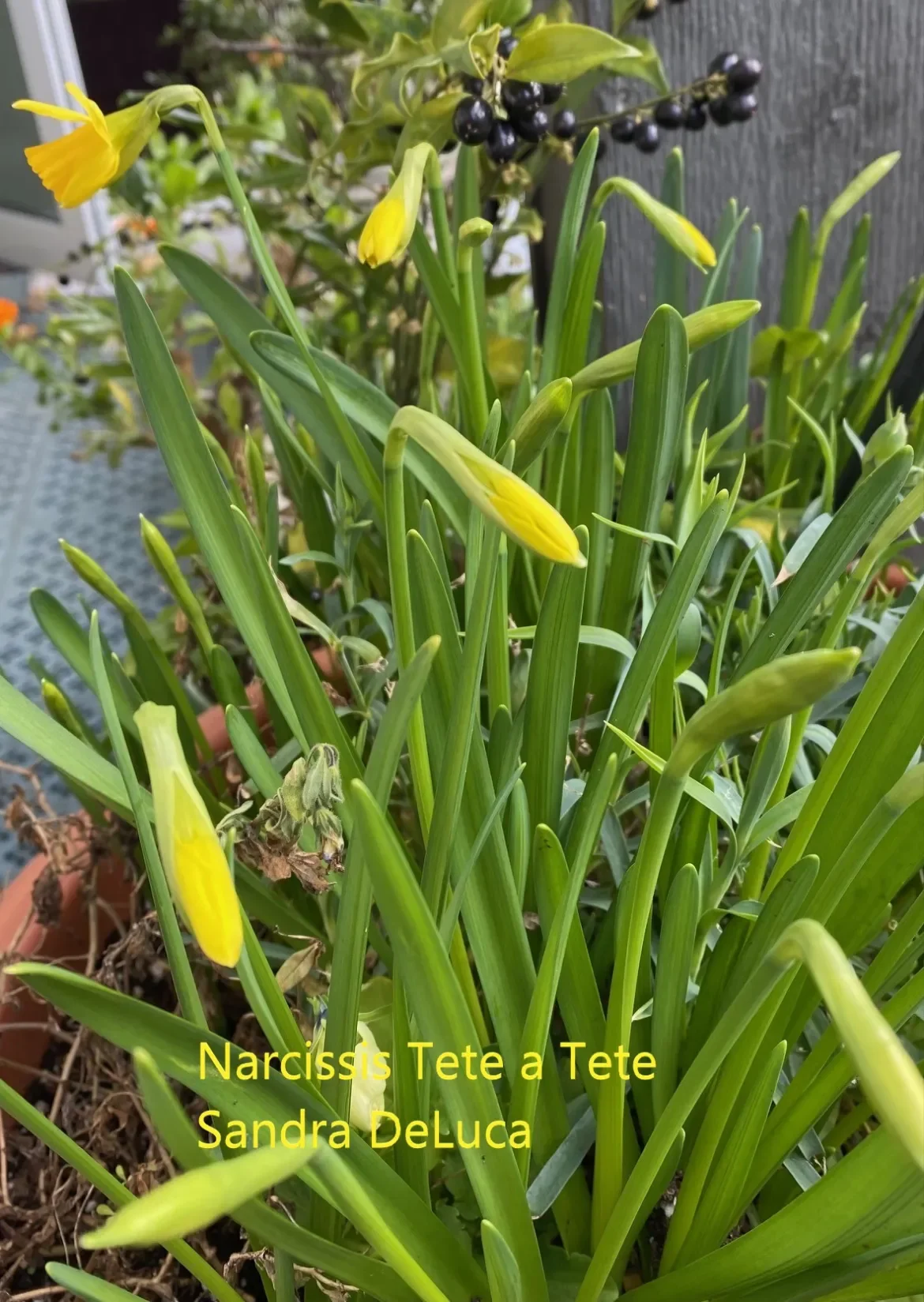 Narcissus-Tete-a-tete-Sanddra-DeLuca.webp