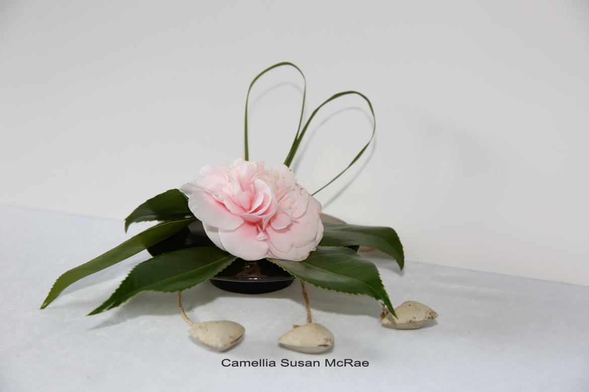 Camellia-Susan-McRae-1.webp
