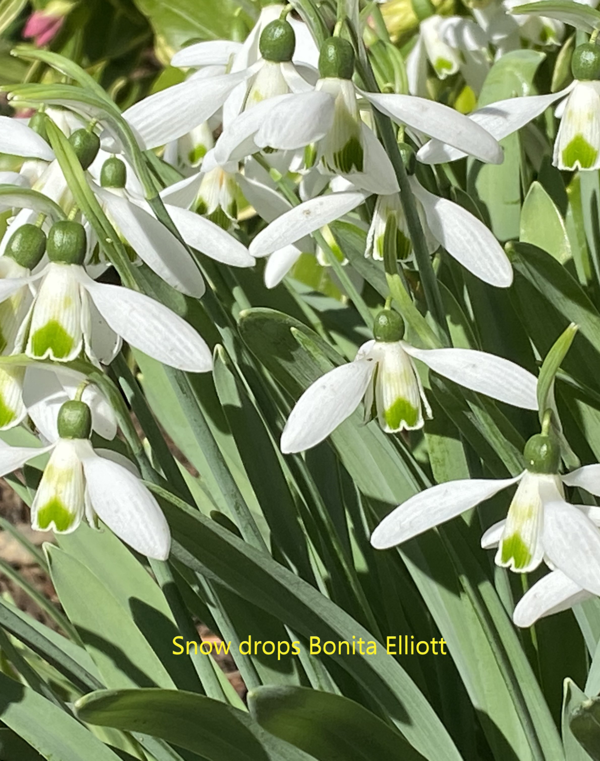Snow-drops-Bonita-Elliott.webp