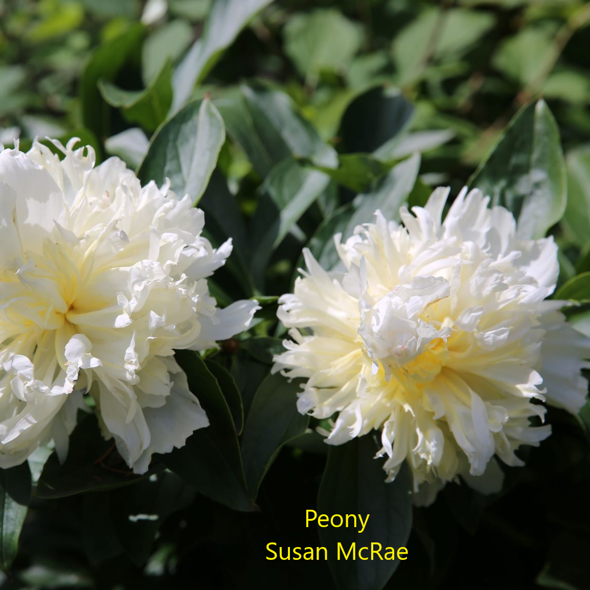 0R4A0584small-S-McraePeony-4-.webp