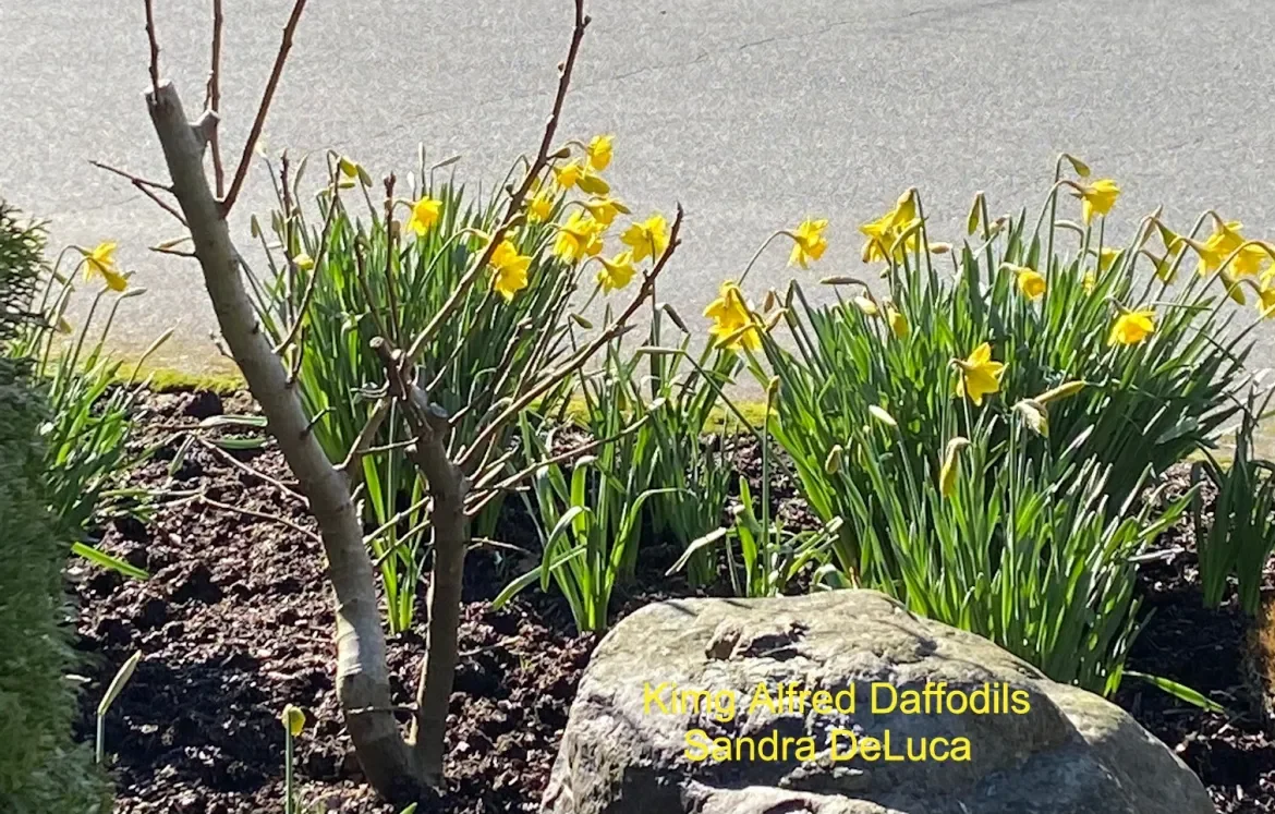 King-Alfred-Daffodils-S-DeLuca.webp