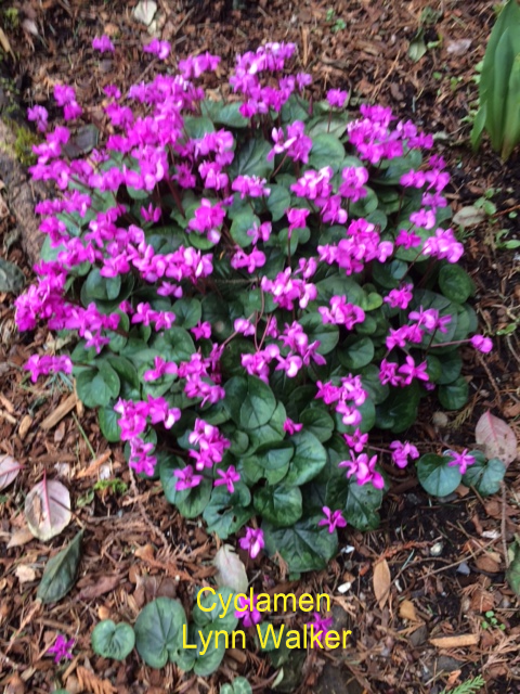 Cyclamen-L-Walker.webp