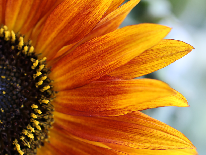 flower-16.webp