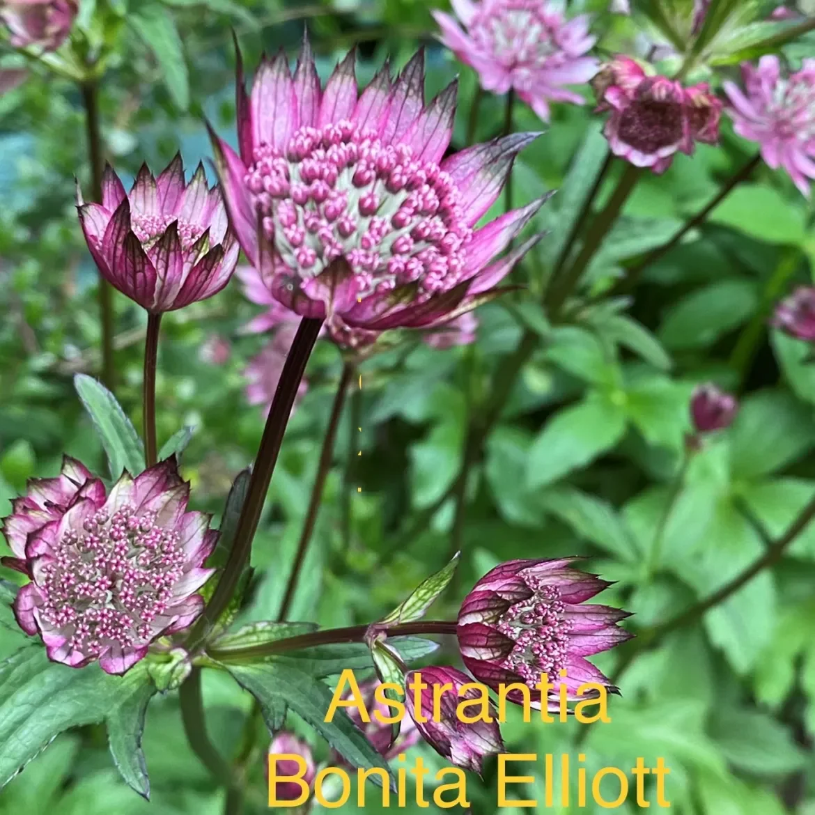 IMG_4286-Aastrantia-B-Elliott.webp
