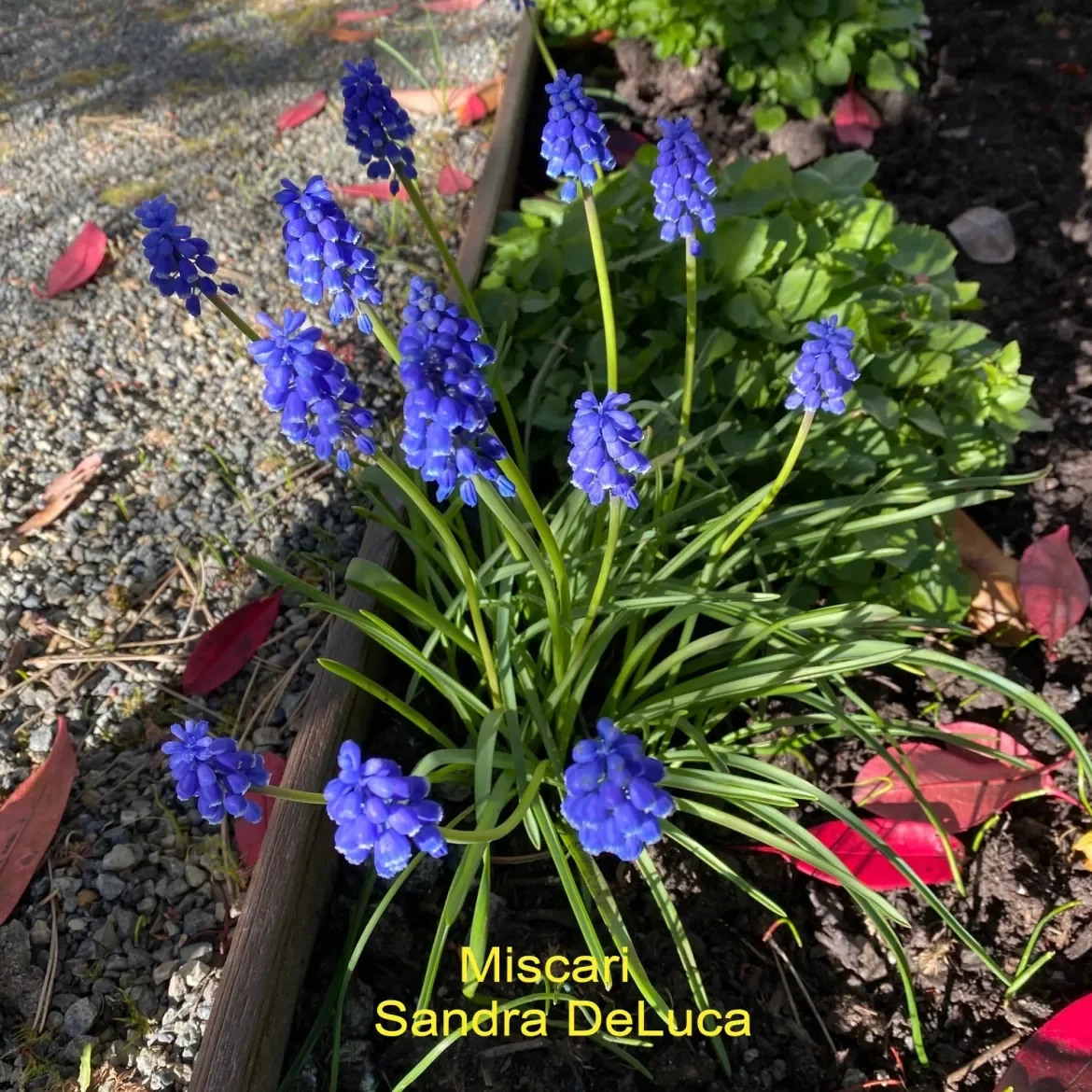 Miscari-S-DeLuca.webp