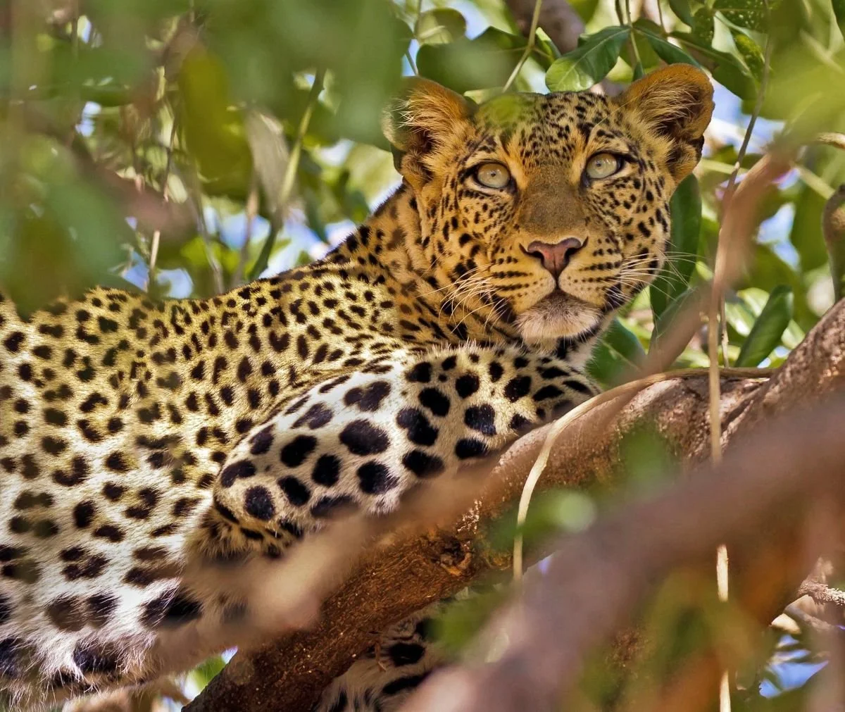 SAFARIS JOURNEYS EXPEDITIONS