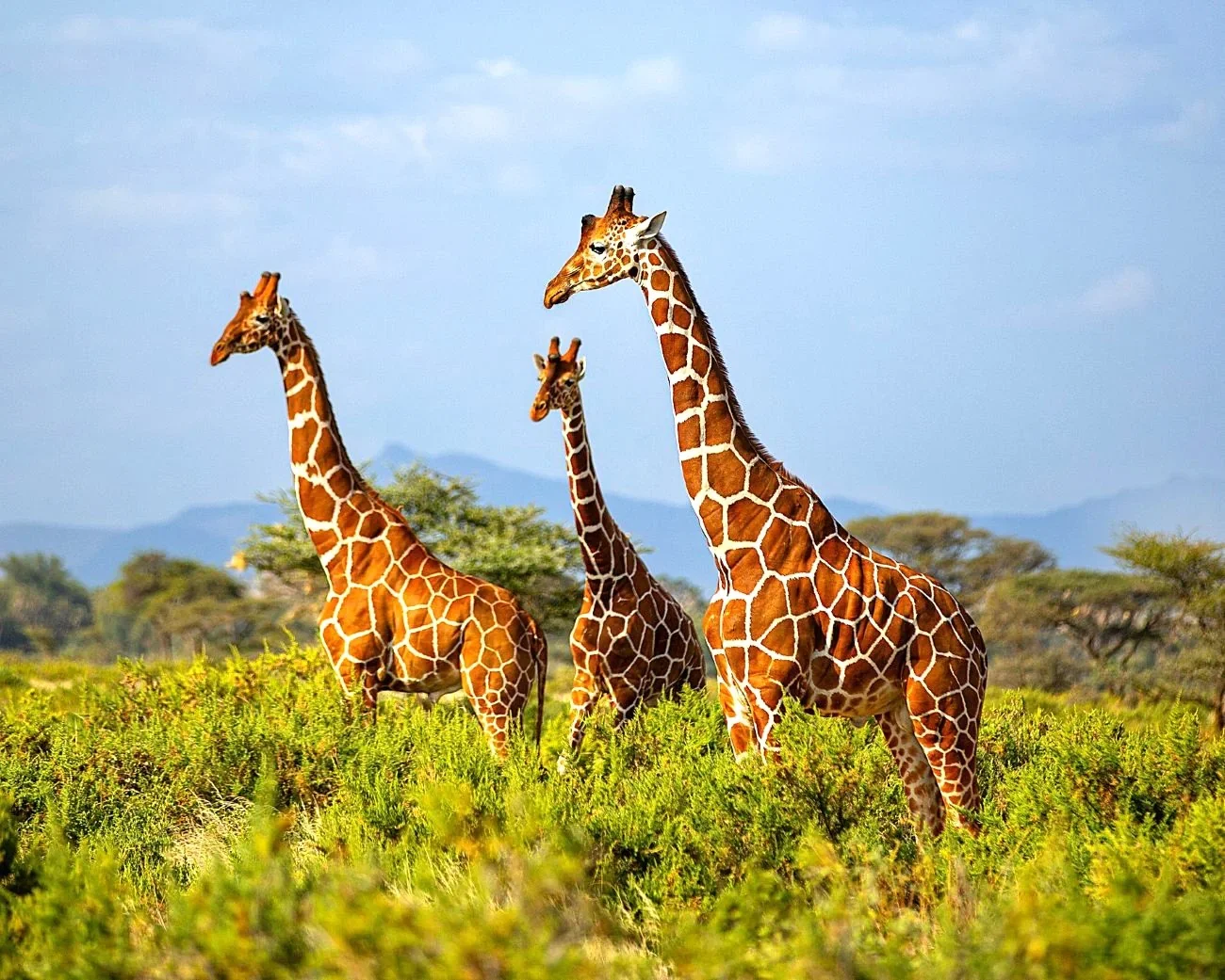 African Safaris Expeditions