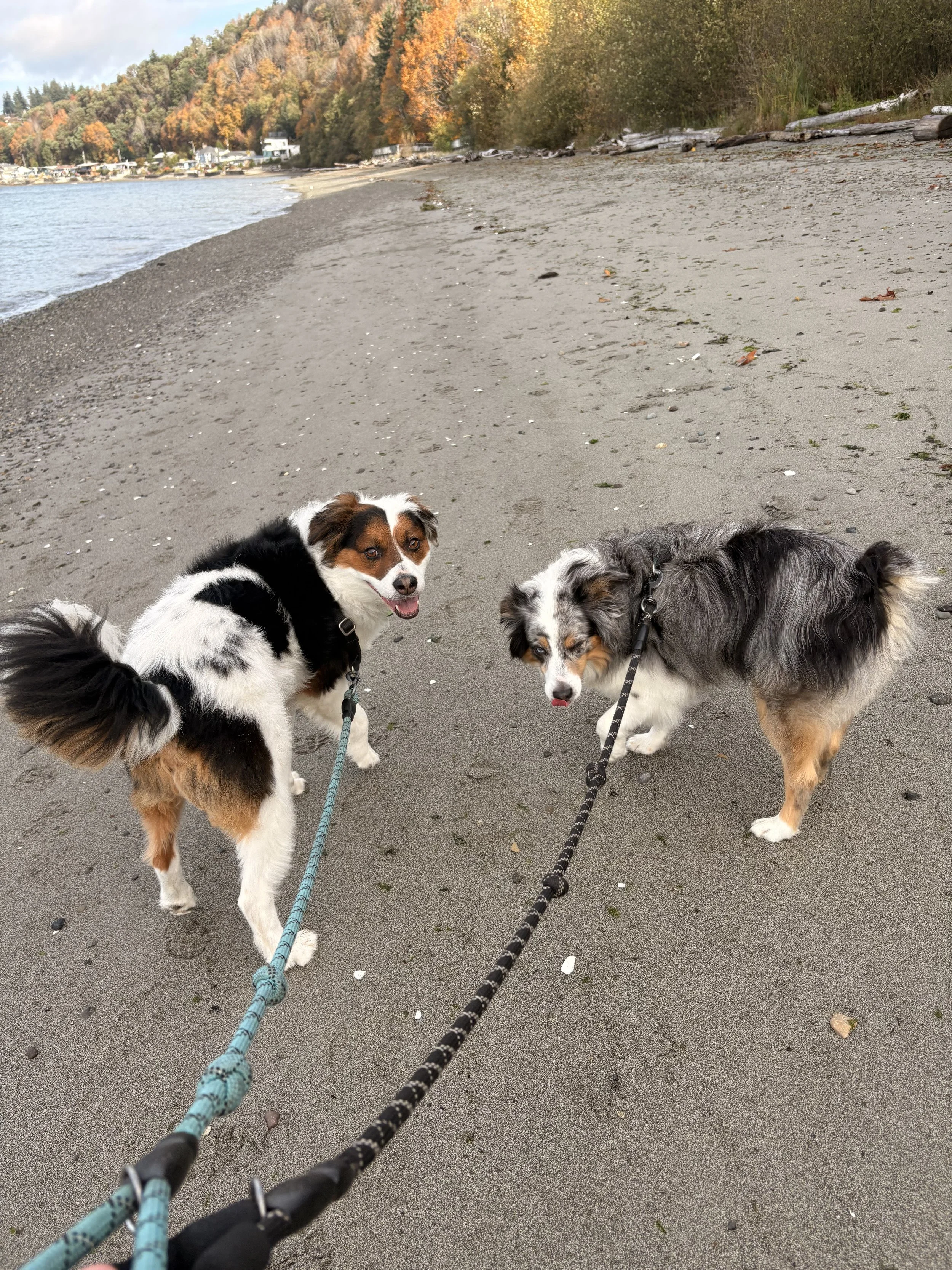 Two Australian Shepherd dogs on leashes walking on a sandy beach with trees and autumn foliage in the background. Look for Santa Cruz dog walking or dog walking near me to find Dharma Dogs for pet care and dog care services.