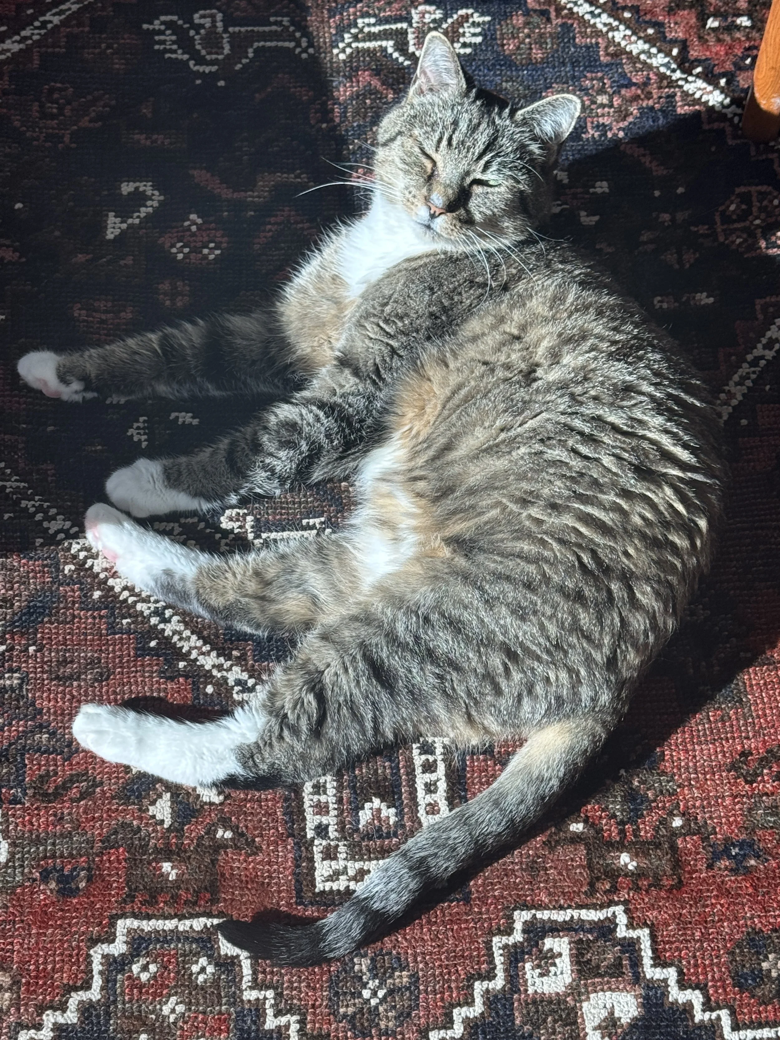 A gray tabby cat with white paws and chest lying on its side on a patterned rug, with eyes closed and front paws crossed. Check out Dharma Dogs Pet Check-In services to find a cat sitter, dog sitter, dog boarding or pet check-in Santa Cruz CA.