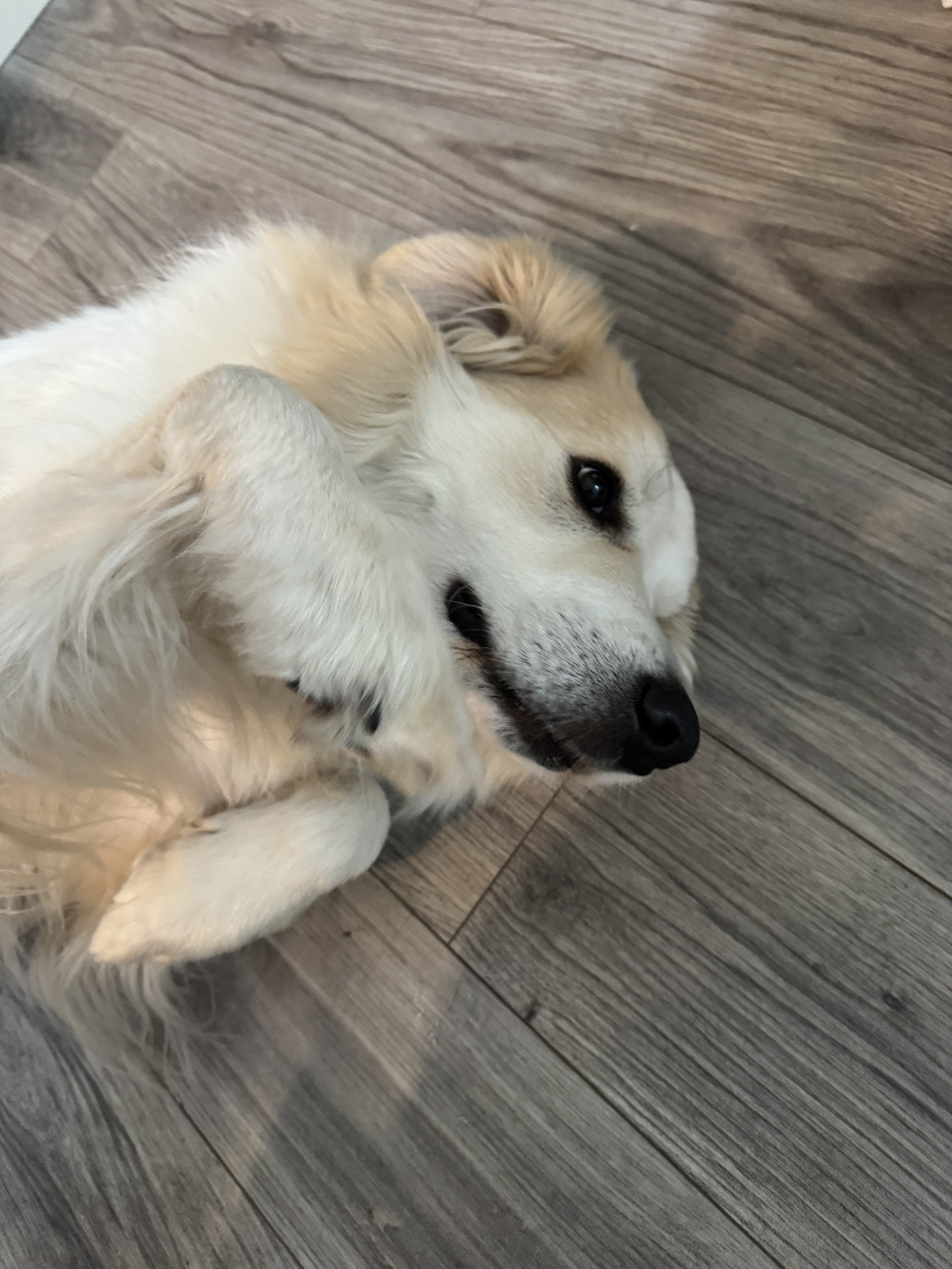 A light-colored dog lying on its back on a wooden floor, playfully looking at the camera with a happy expression.