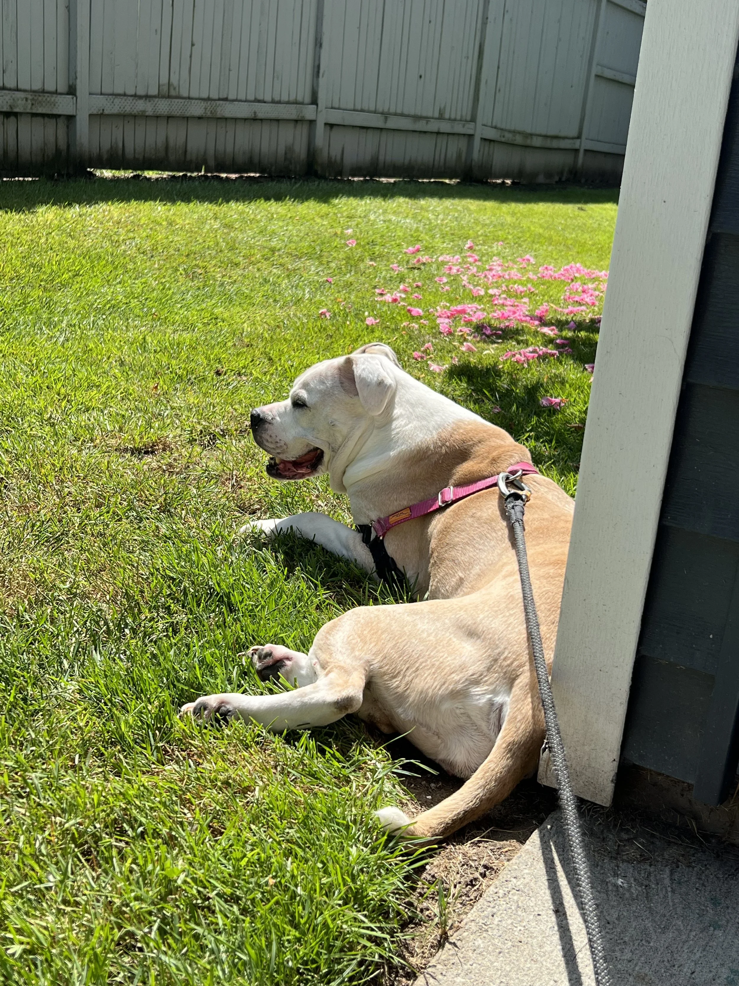 A tan and white dog with a pink collar lying on green grass beside a house, next to a flower bed with pink flowers, in a backyard enclosed by a wooden fence.