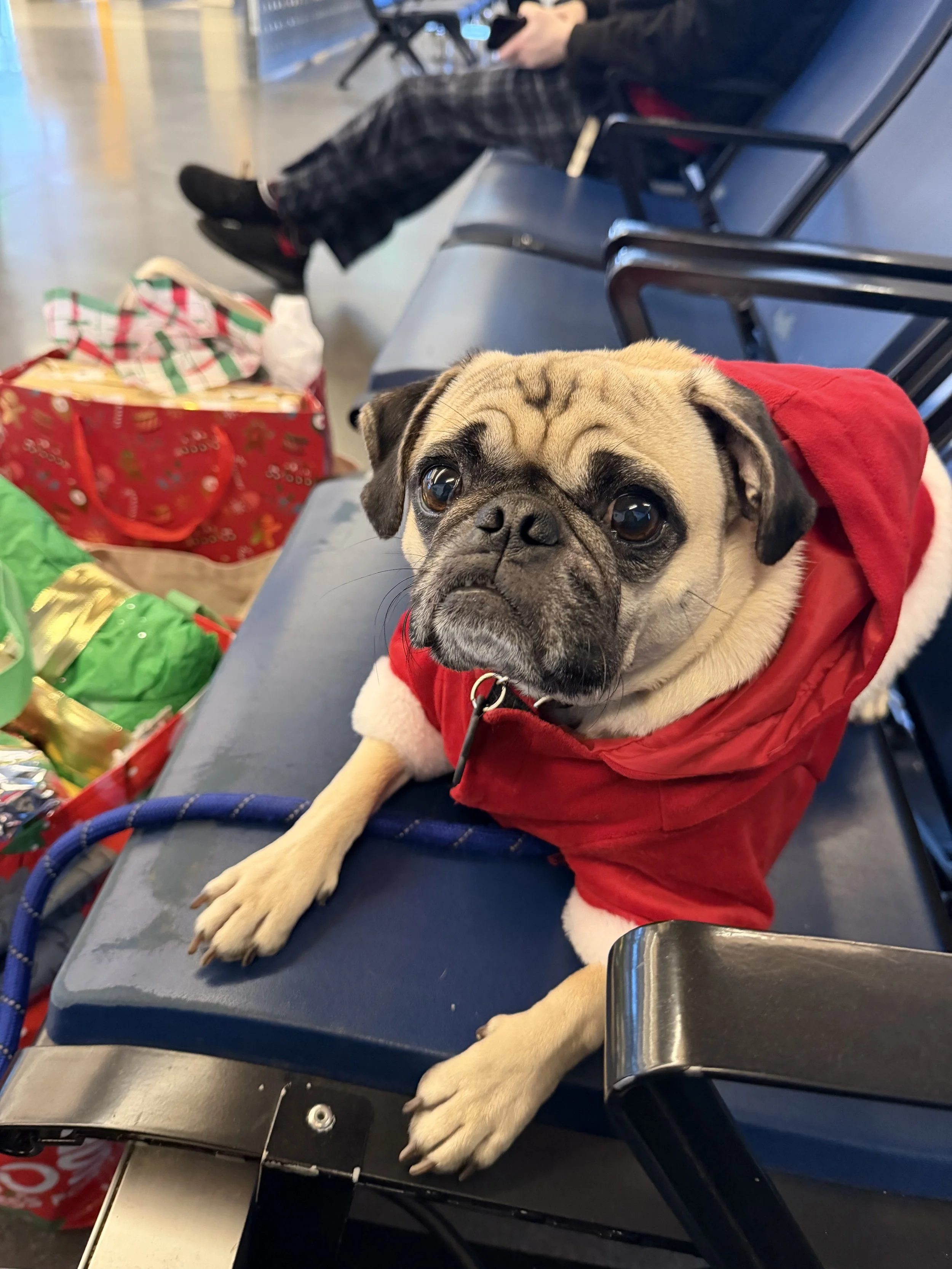 A cute pug dog wearing a red Santa coat sitting on a bench at an airport, surrounded by Christmas gift bags. Look for dog boarding near me or dog sitting near me and Dharma Dogs will take care of your furry family member.