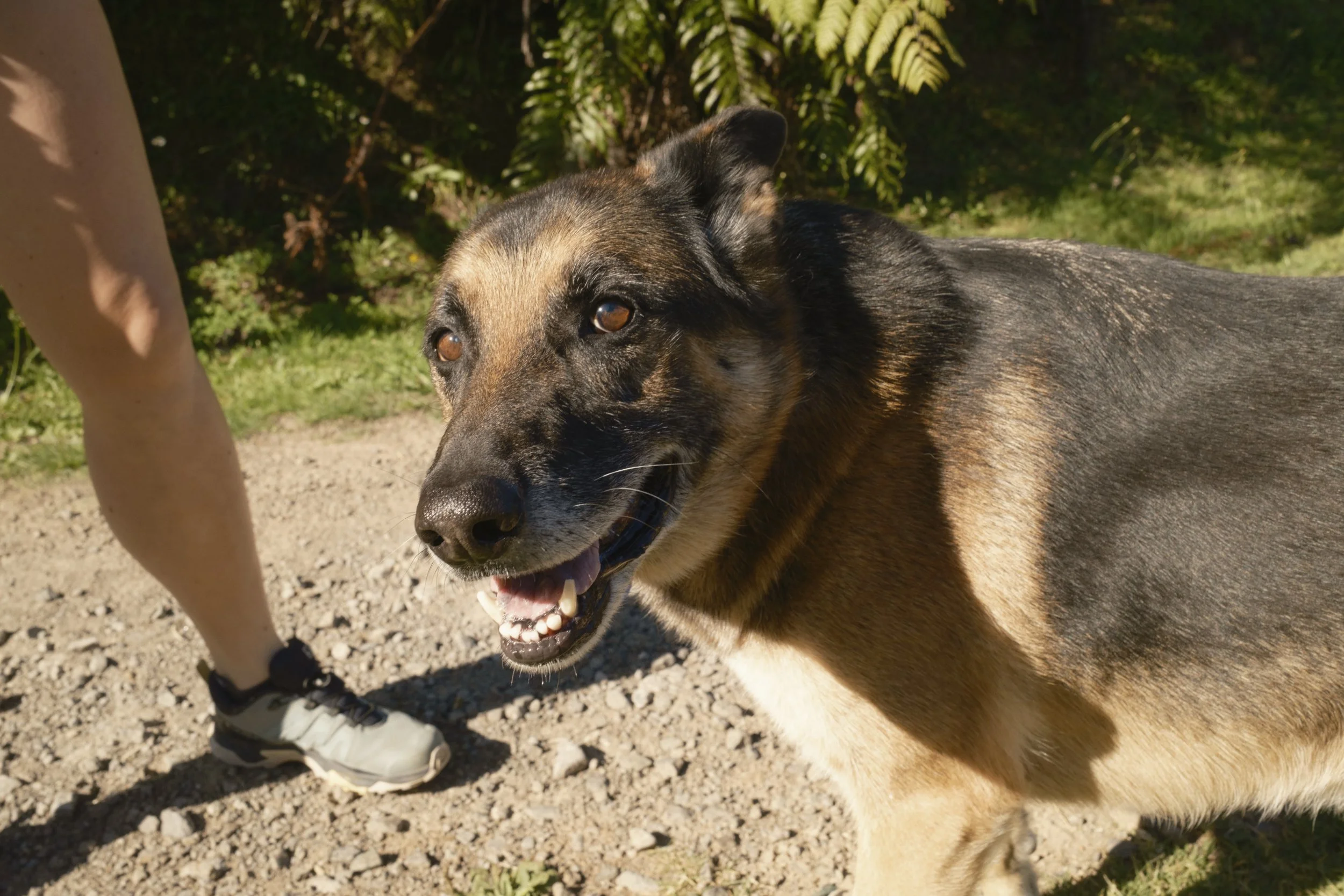 Close-up of a smiling mixed-breed dog with black and tan fur, standing on a dirt path with greenery in the background. Dharma dogs out for a walk in Santa Cruz have a blast in a safe pet care environment.