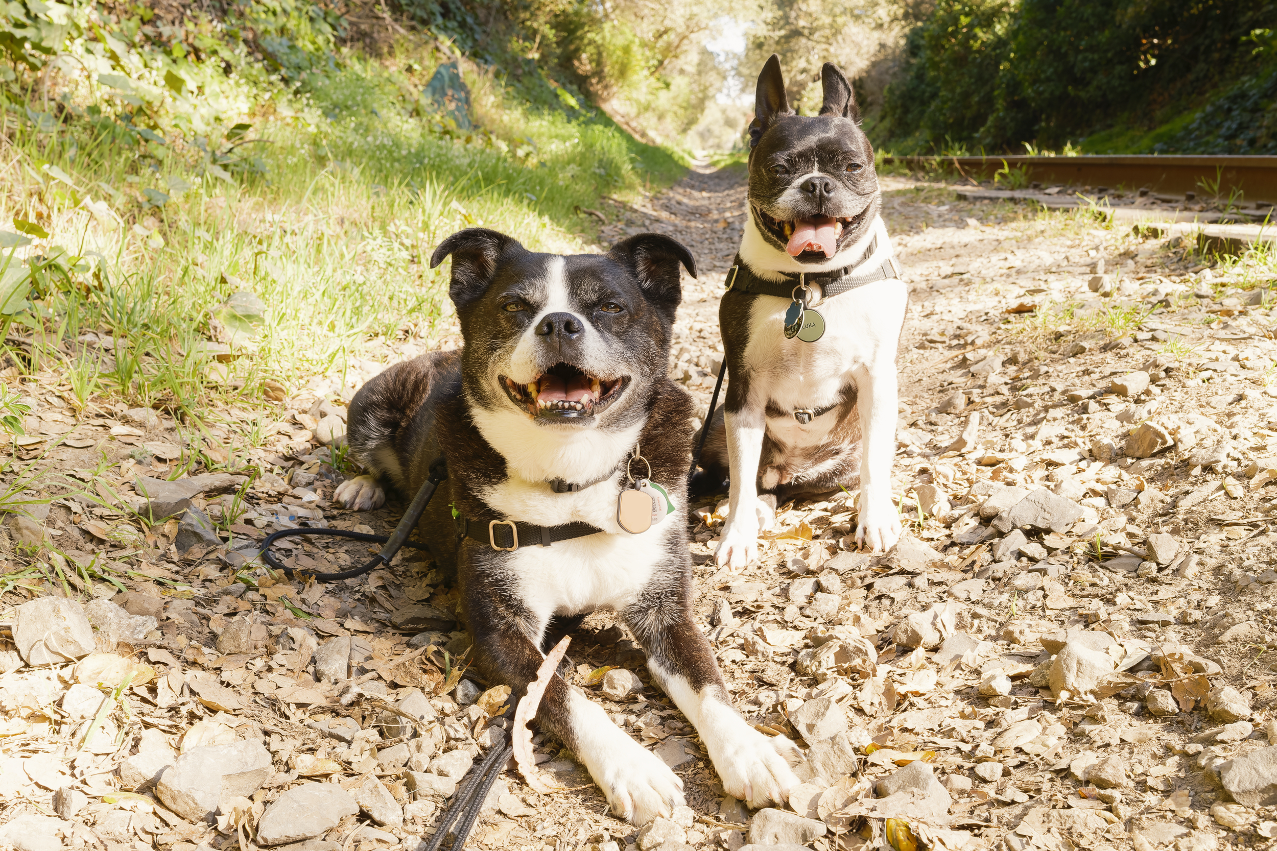 A Boston Terrier and an Australian Shepard dog during a Santa Cruz dog walking service with Dharma Dogs. Look for dog walking near me or Santa Cruz dog walkers, Santa Cruz Pet Care to find Dharma Dogs.