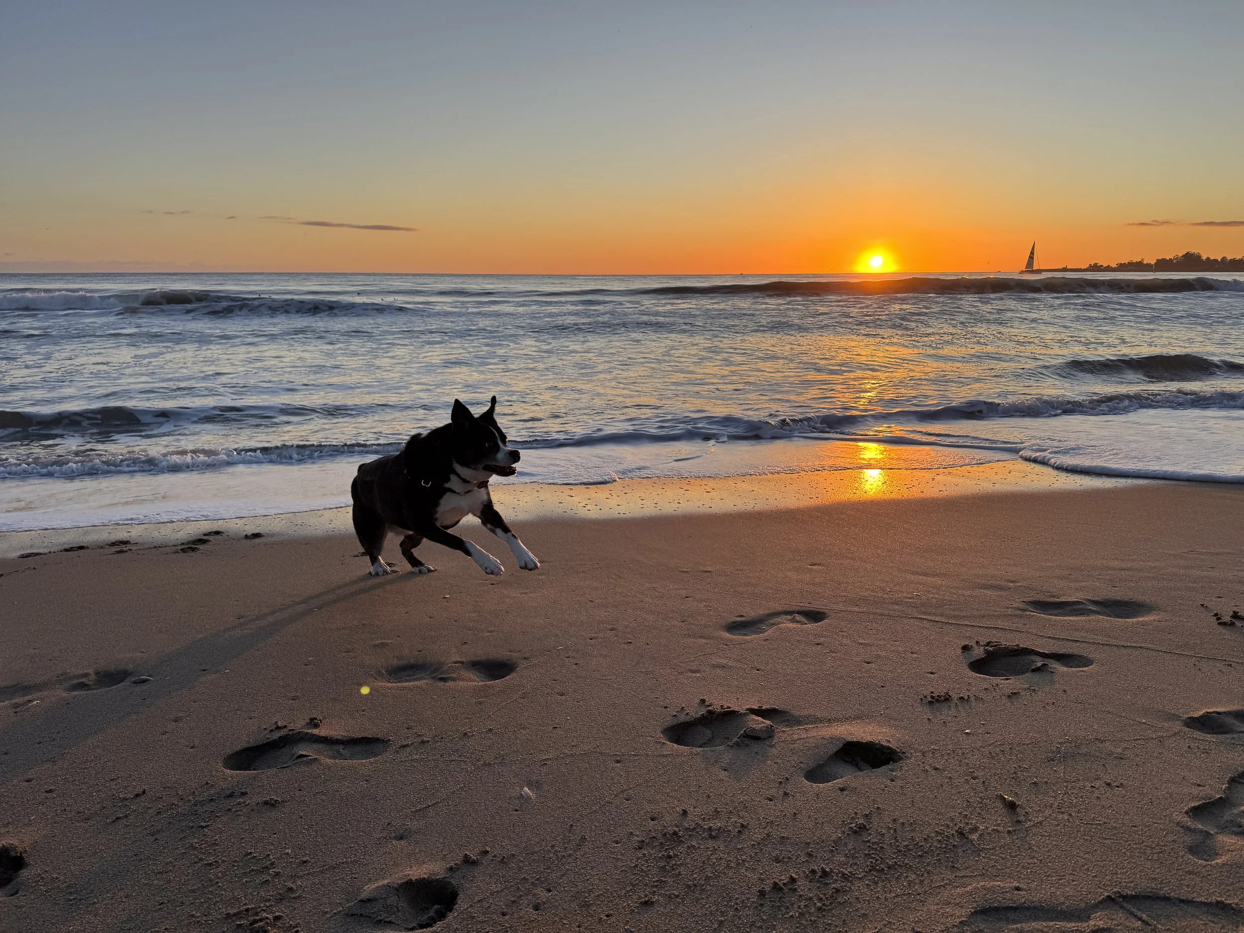 Dog running on the beach at sunset, leaving paw prints on the sand, with a sailboat visible in the distance and the sun near the horizon over the ocean. If you are out of town Dharma Dogs will check-in on your dog or cat and can provide dog sitting.