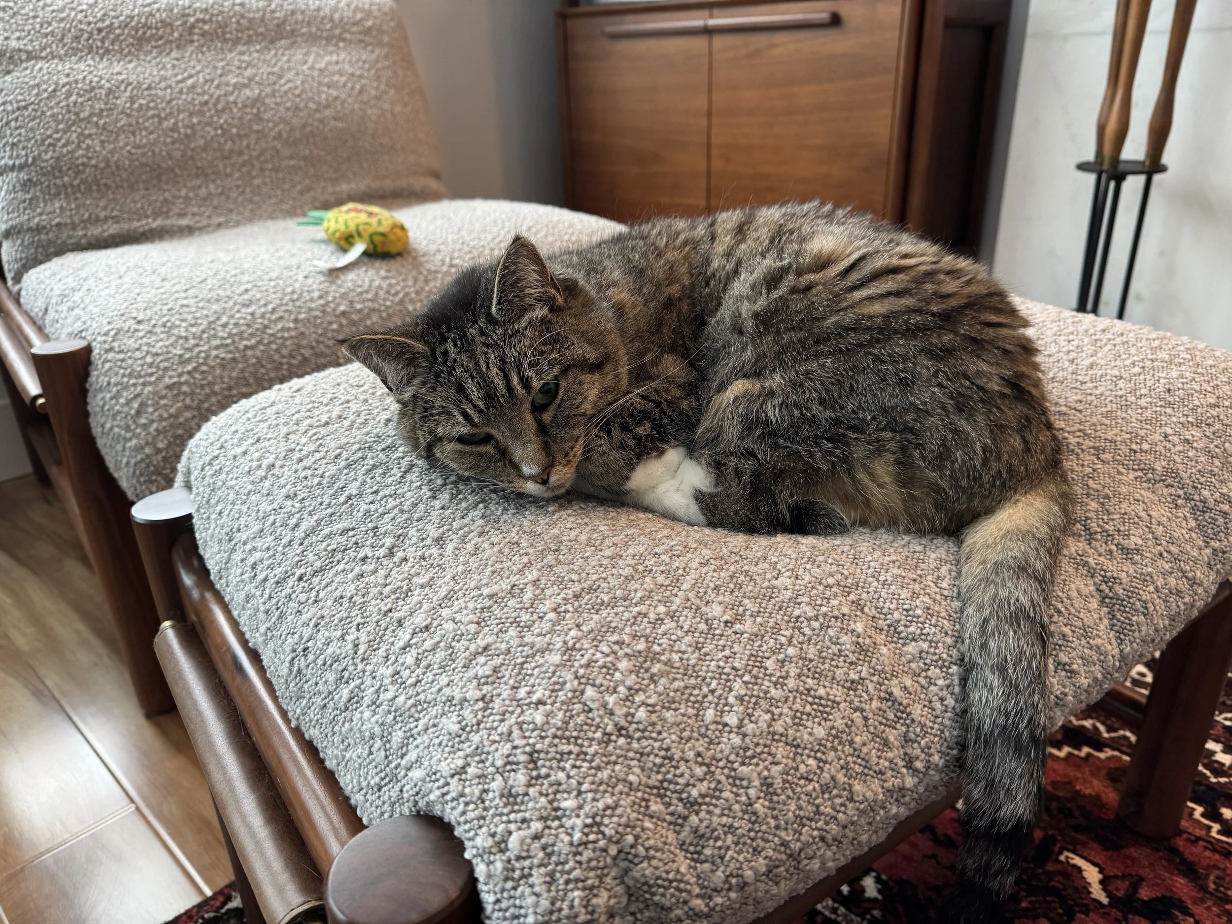 A tabby cat lying on a cushioned armrest of a wooden chair. Check out Dharma Dogs Pet Check-In services to find a cat sitter, dog sitter, dog boarding or pet check-in services in Santa Cruz CA.