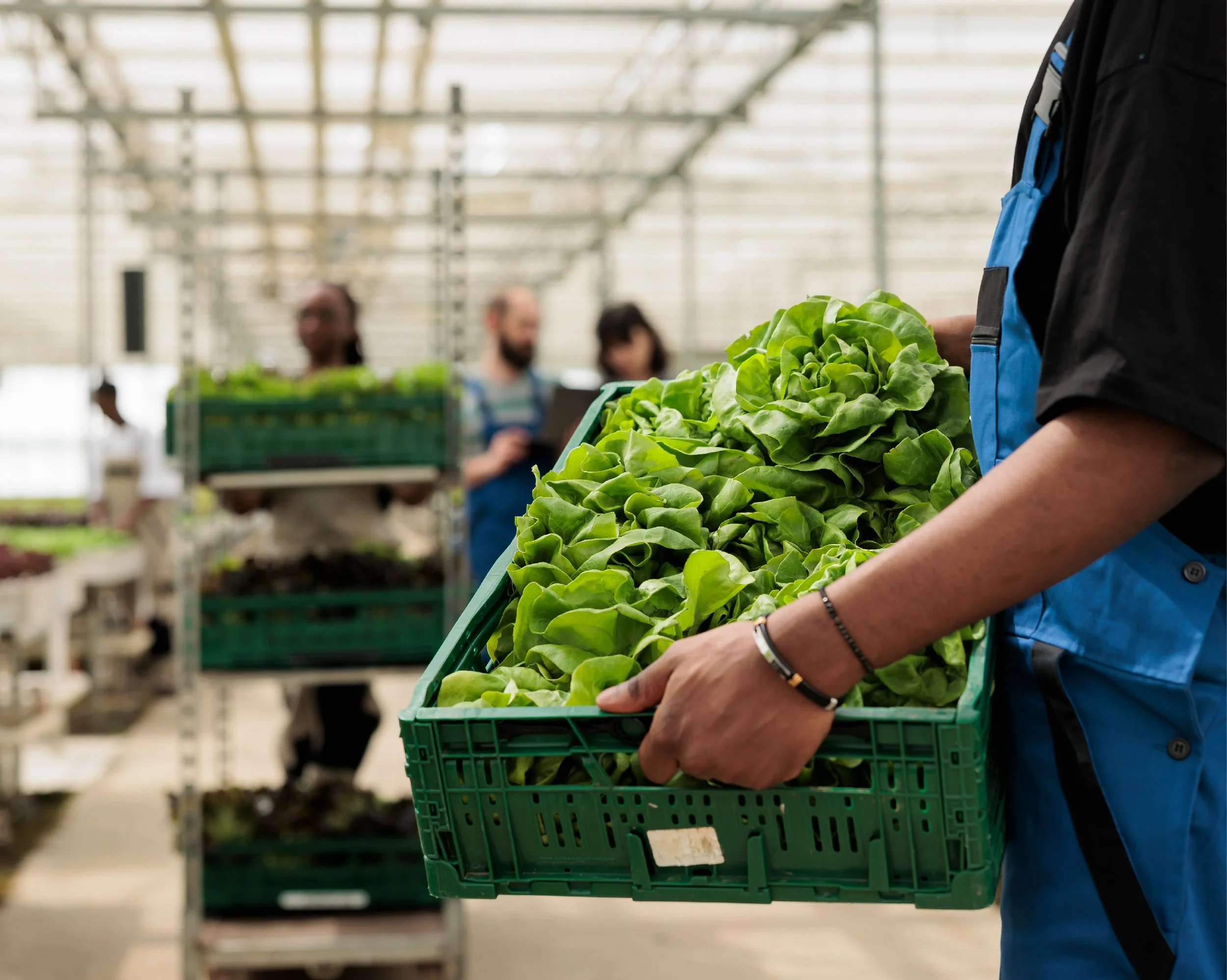 Person holding a green plastic crate filled with fresh green lettuce inside a greenhouse, with other workers working in the background.