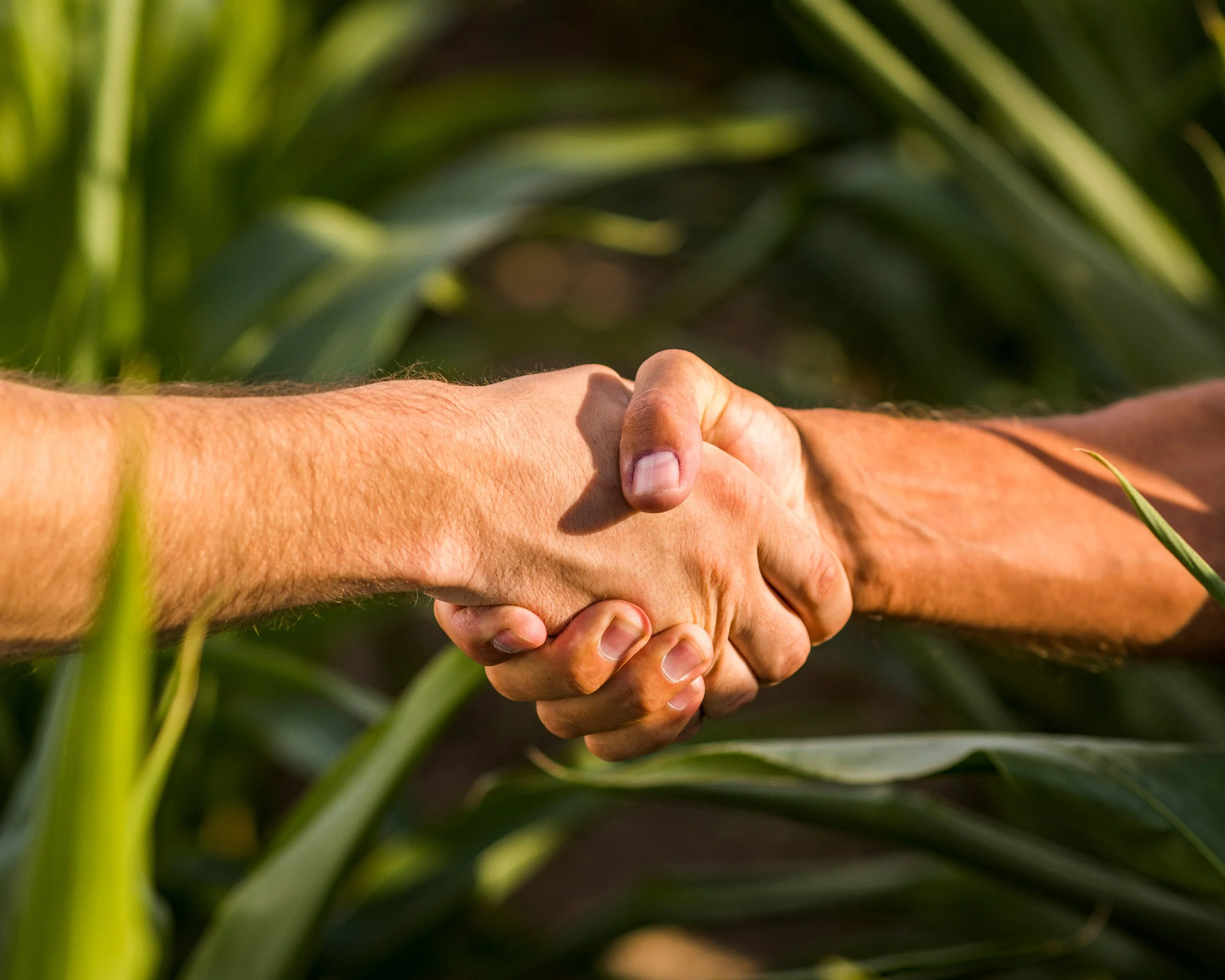 Two hands shaking in a handshake in a farmland with green plants in the background.