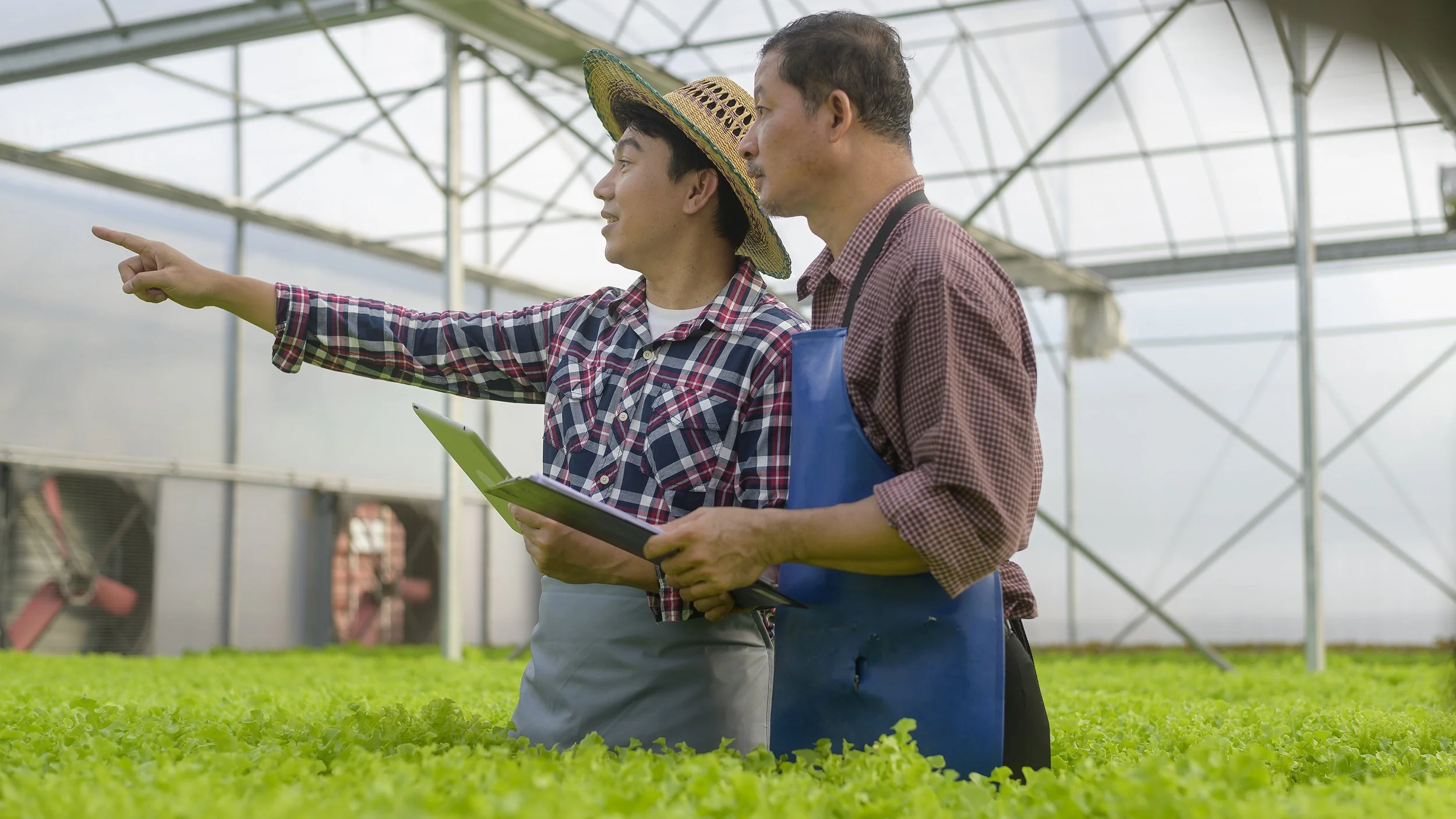 Two farmers in a greenhouse, one pointing and the other holding a tablet, surrounded by green lettuce plants.