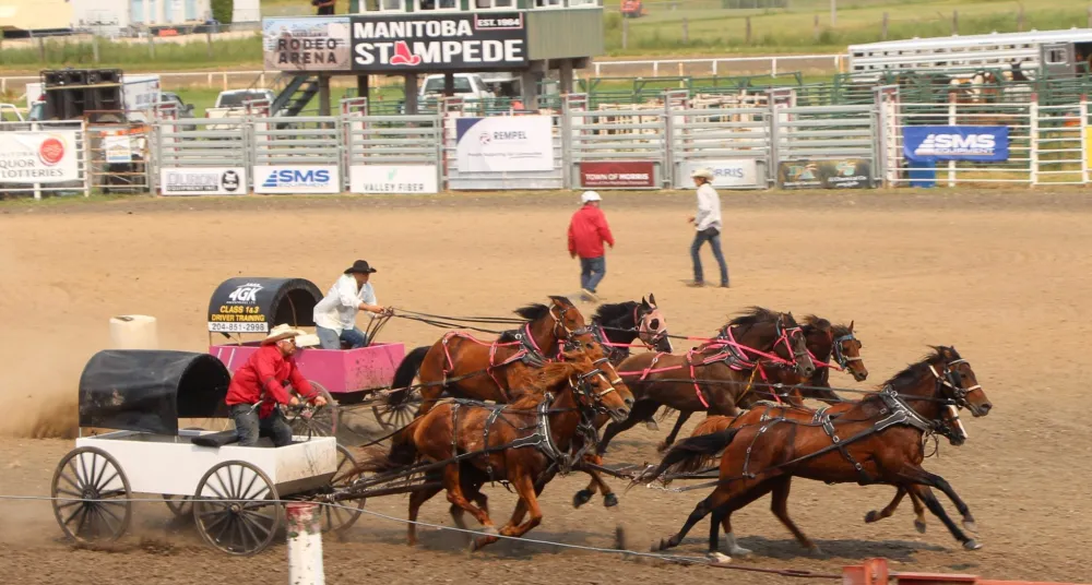 A team of horses pulling a chariot in a rodeo arena during a rodeo event, with a dirt ground and spectators' fence in the background.