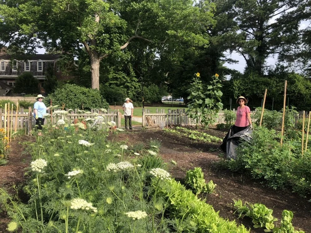 VBMG gardeners working in vegetable gardens