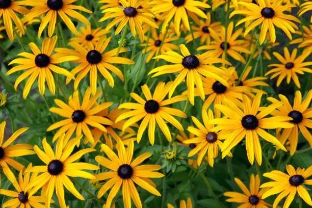 A dense cluster of yellow flowers with dark centers and green foliage.