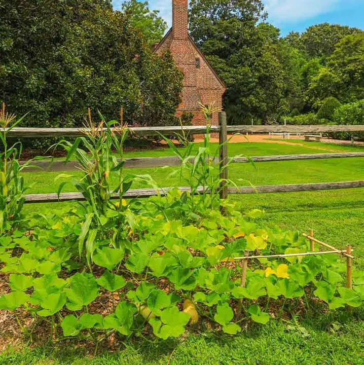 Plantapalooza:Herb, Fabrics, and Dyes, Oh My!