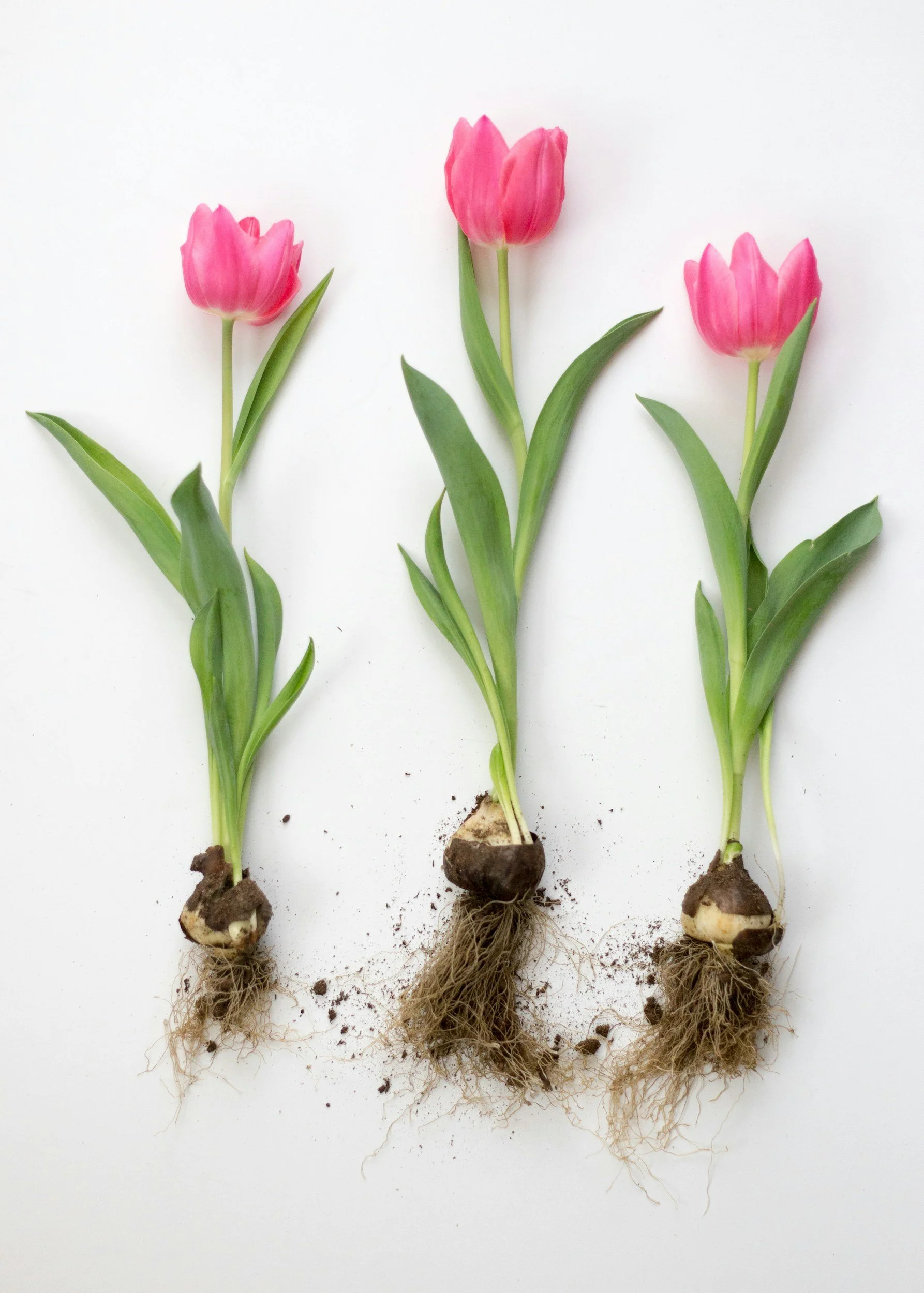Pink tulips