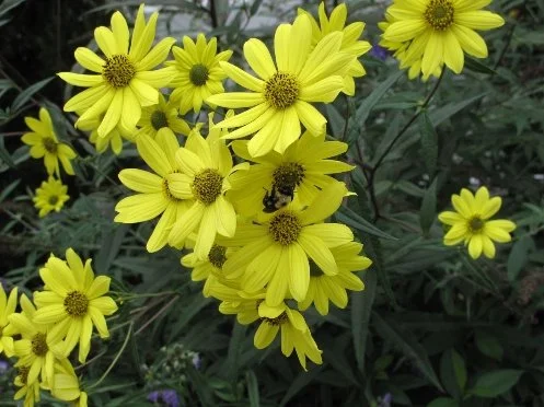 Yellow flowers with green leaves, one bee on a flower in the center.