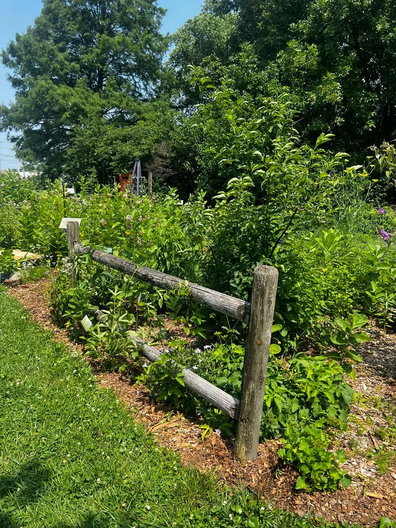 Pollinator Garden