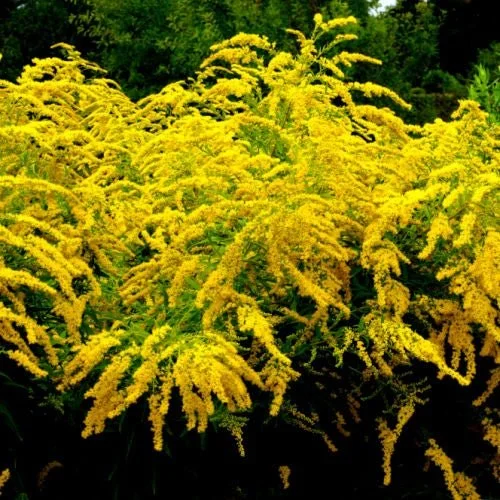A goldenrod in Bloom