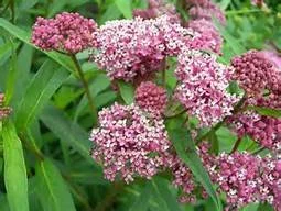 Pink and purple flowering plants with green leaves
