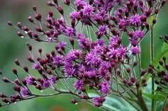 An Ironweed in Bloom
