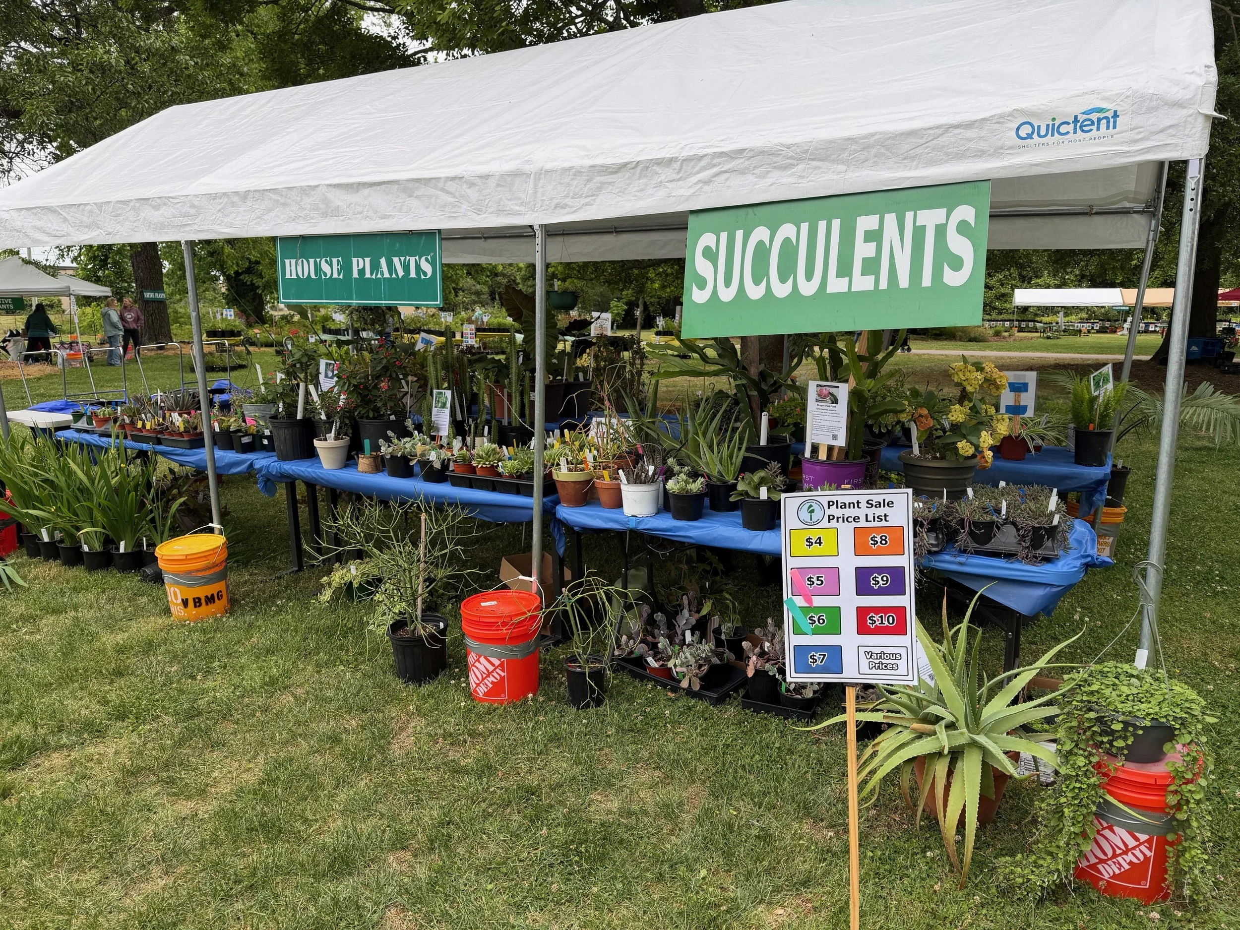 succulents and houseplants
