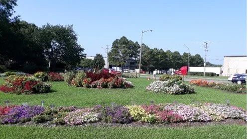 Flowers in bloom in trial garden
