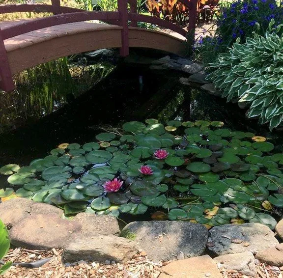 Bridge over pond with pink lily pads