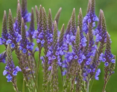 Close-up of purple lavender flowers in a garden.