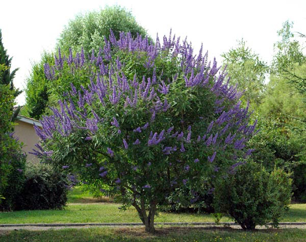 ChasteTree — Virginia Beach Master Gardeners