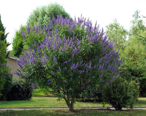 ChasteTree — Virginia Beach Master Gardeners